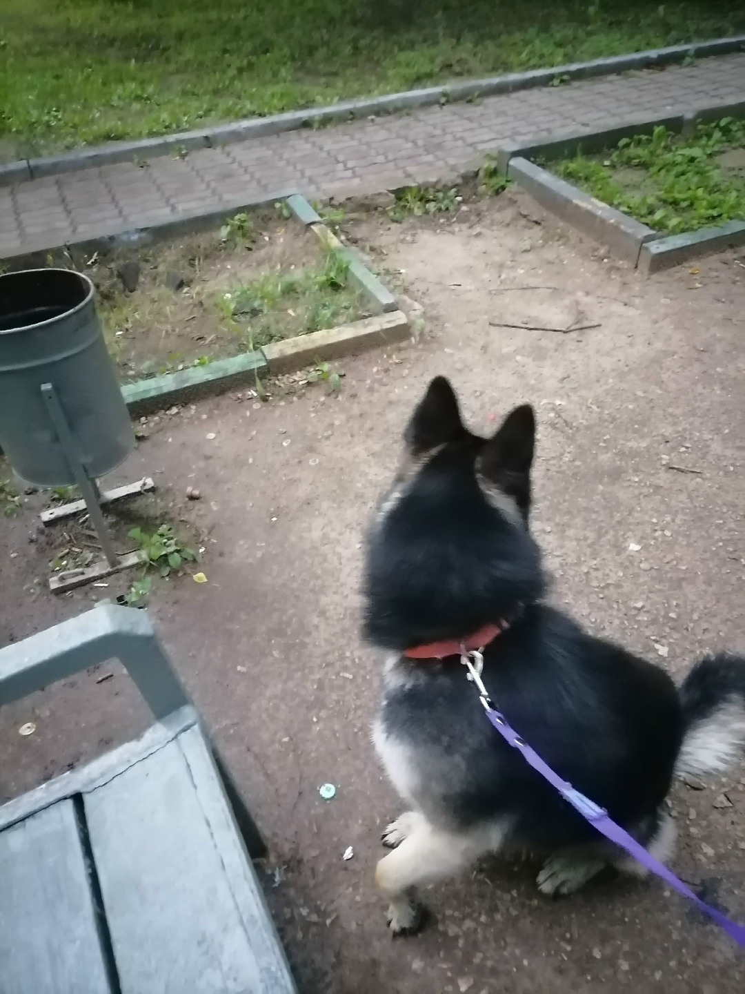 Найдена собака в Москве — фото объявления