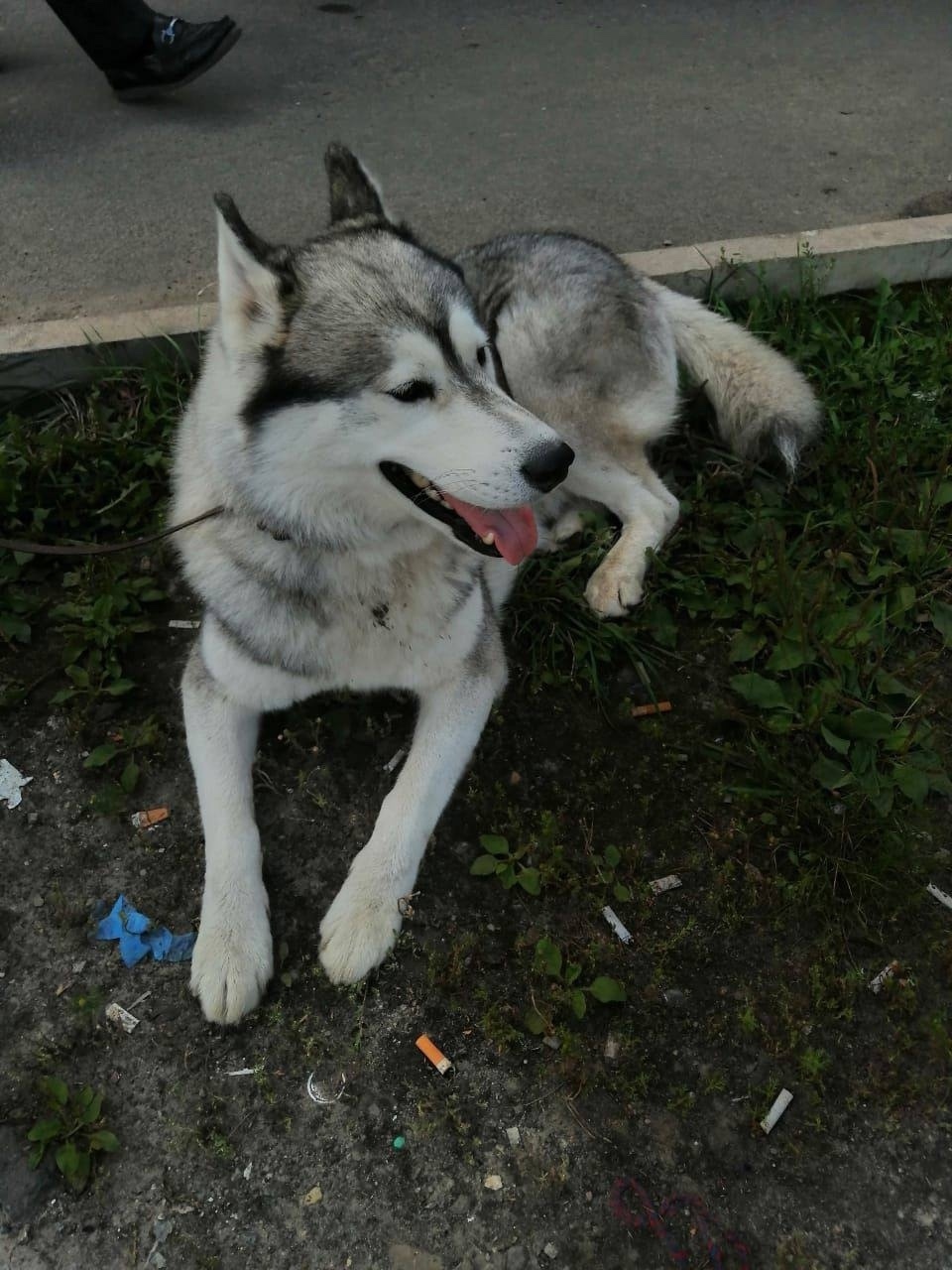 Найдена собака в Москве — фото объявления