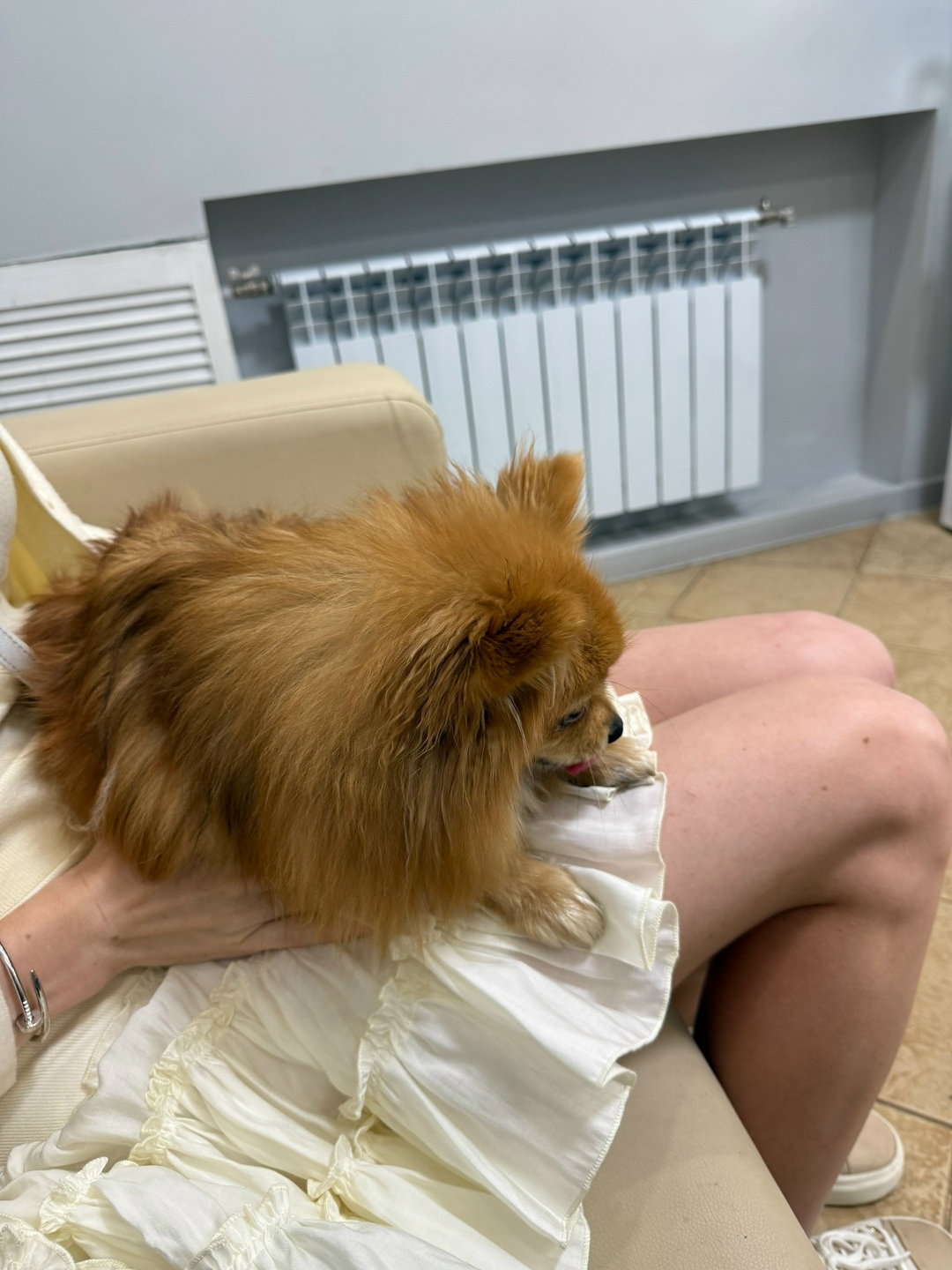 Найдена собака в Москве — фото объявления