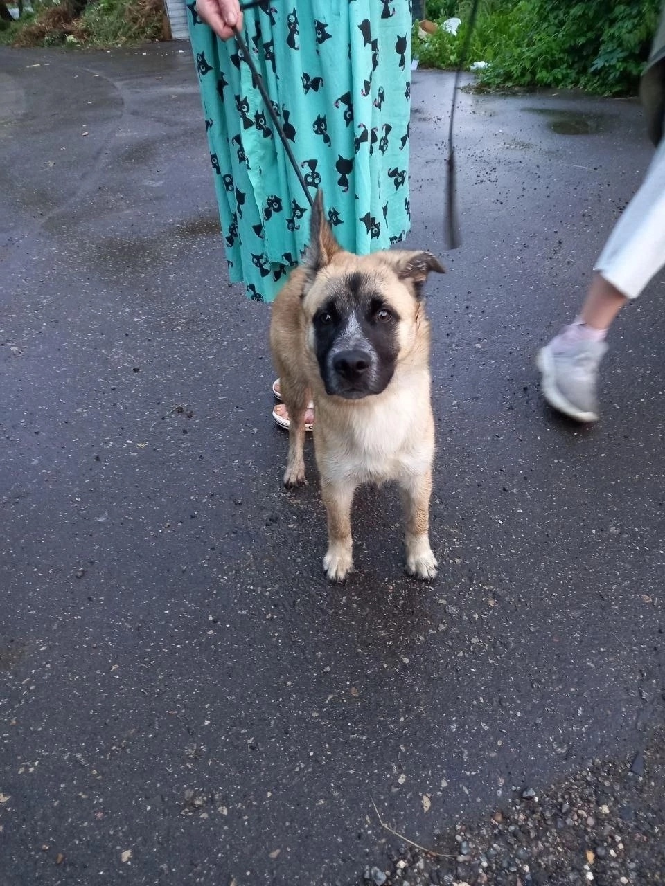 Найдена собака в Москве — фото объявления