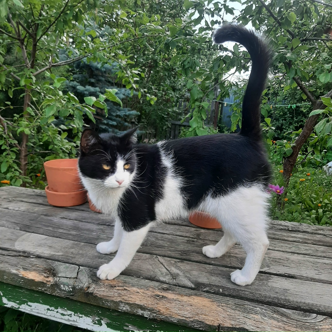 Пропала кошка в Москве — фото объявления