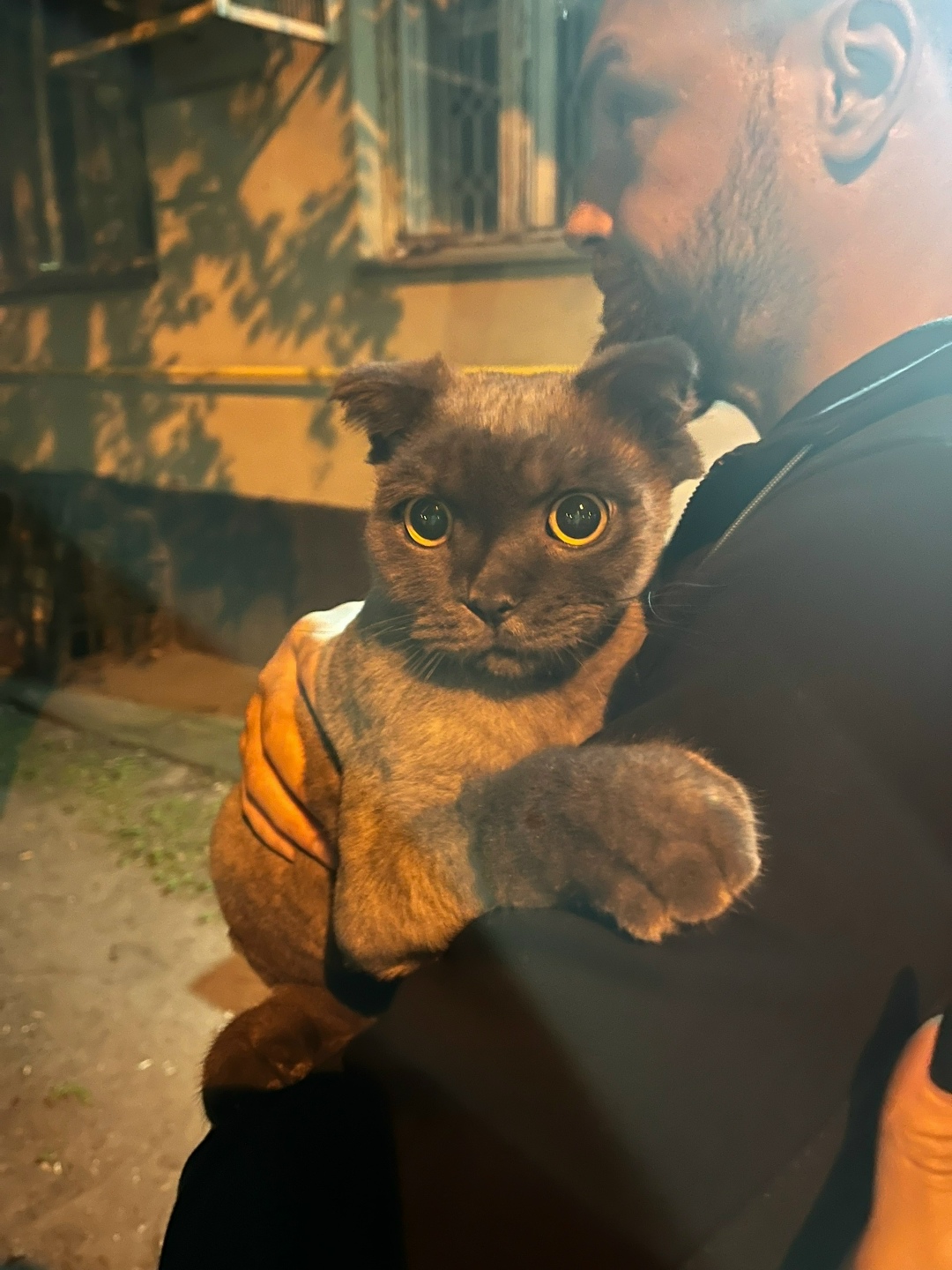 Найдена кошка в Москве — фото объявления