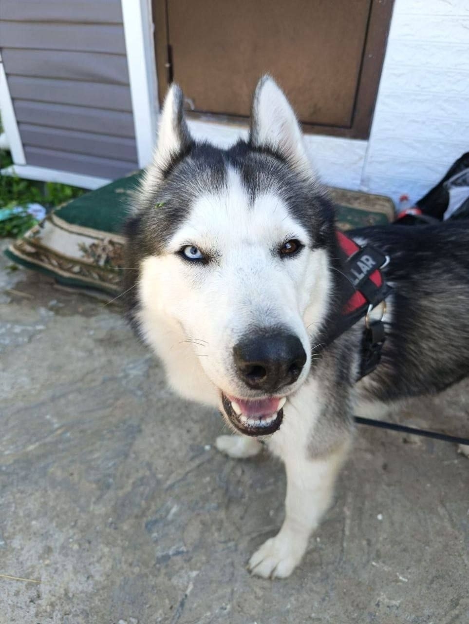 Найдена собака в Москве — фото объявления