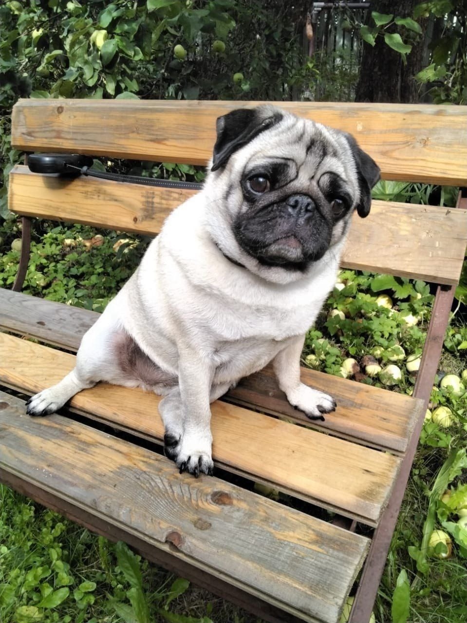 Пропала собака в Москве — фото объявления