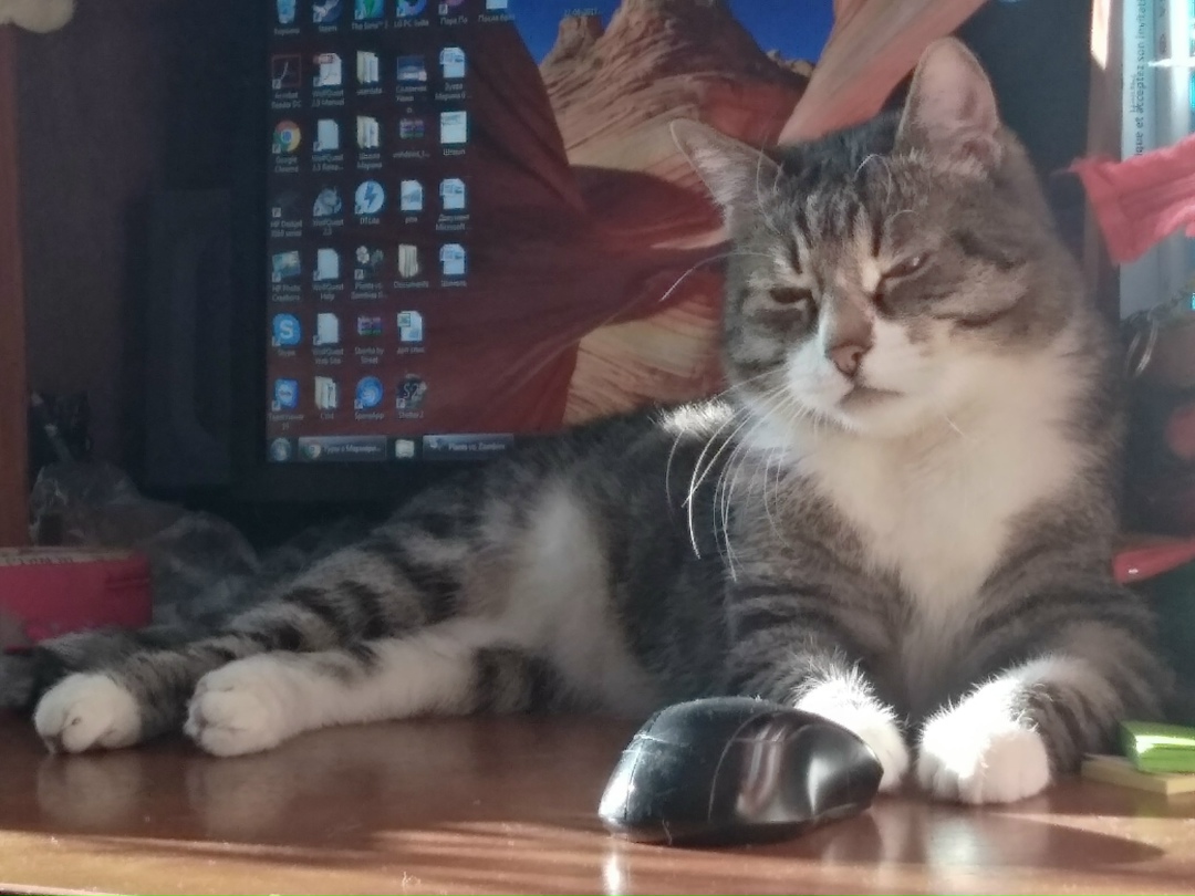 Пропала кошка в Москве — фото объявления