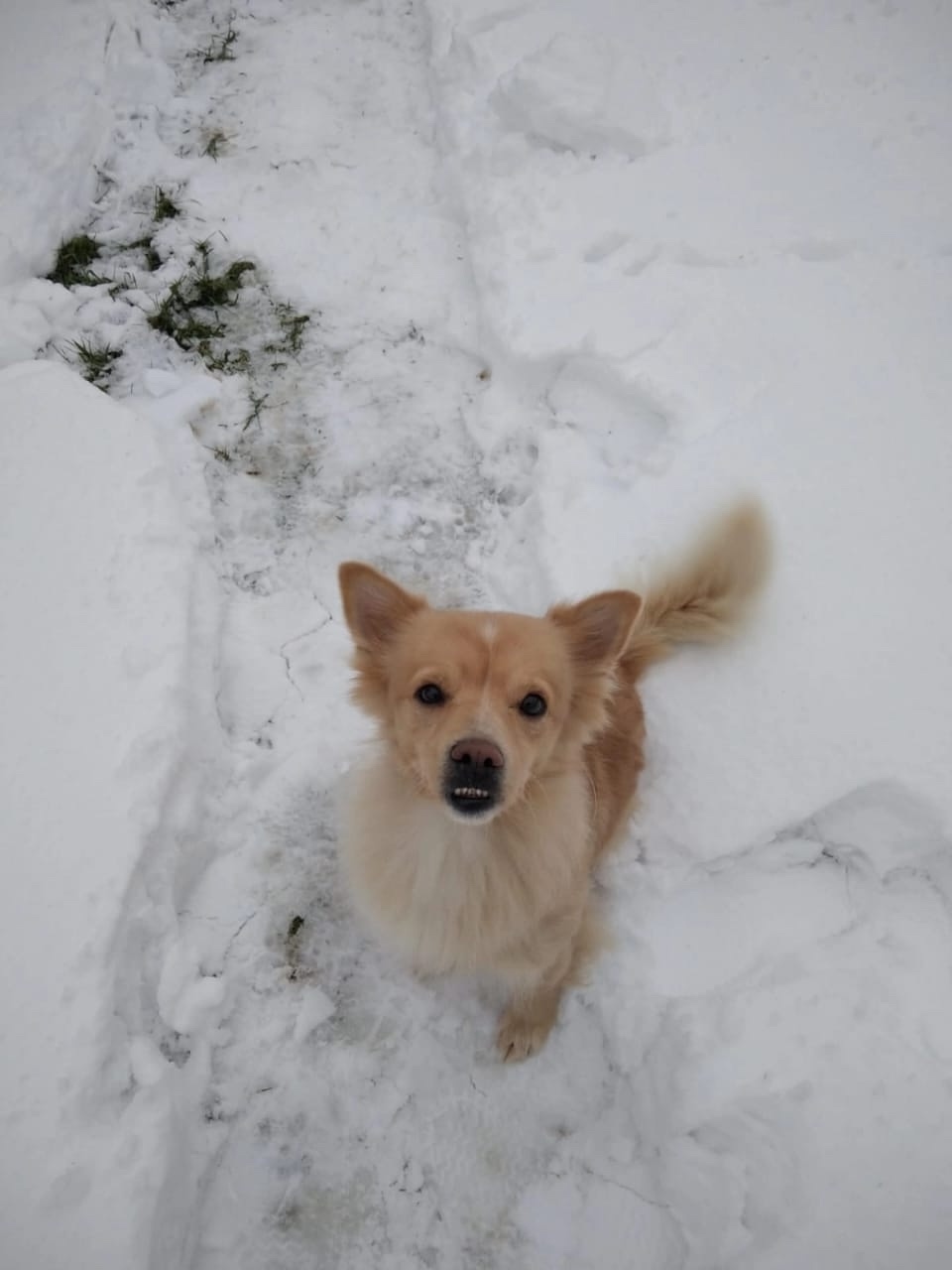 Пропала собака в Москве — фото объявления