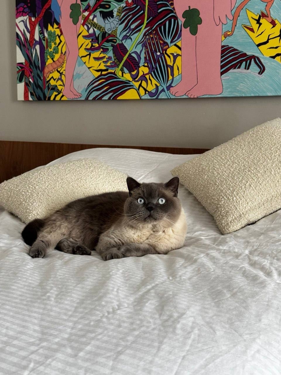 Пропала кошка в Москве — фото объявления