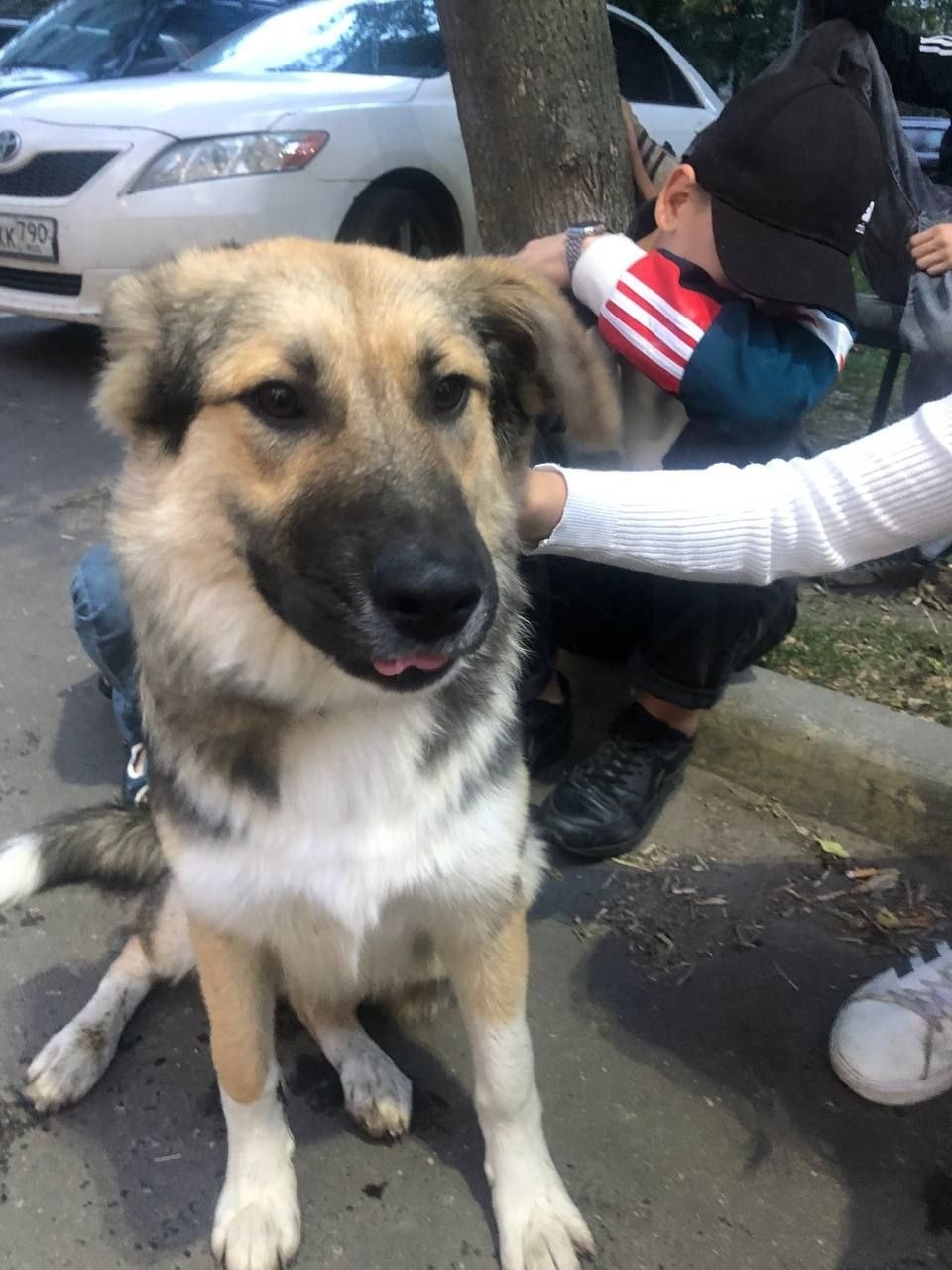 Найдена собака в Москве — фото объявления