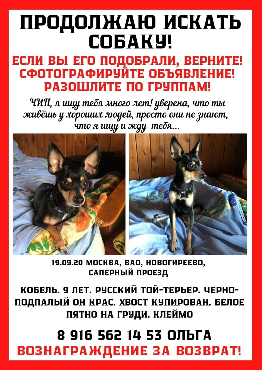 Пропала собака в Москве — фото объявления