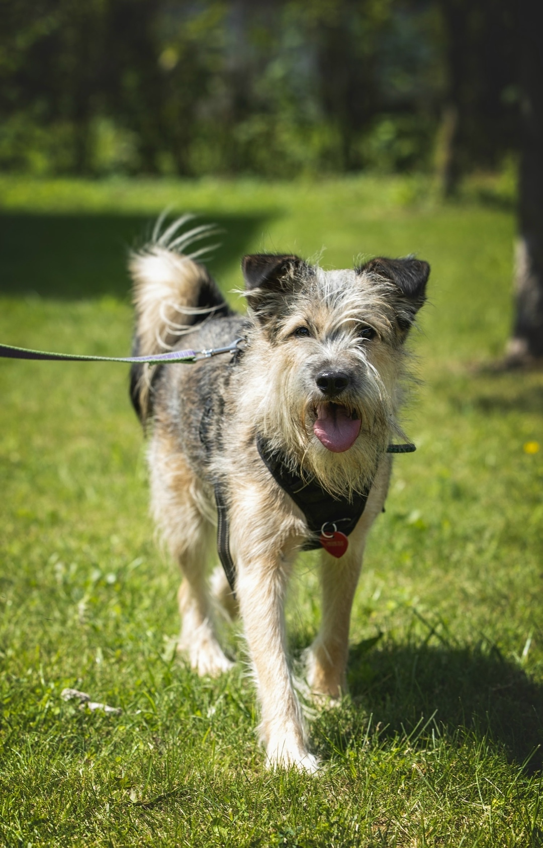 Найдена собака в Москве — фото объявления