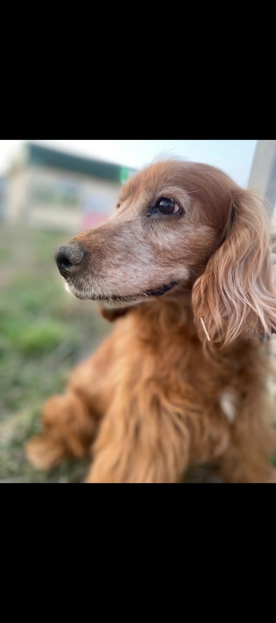 Пропала собака в Москве — фото объявления