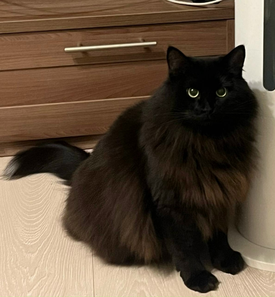 Пропала кошка в Москве — фото объявления