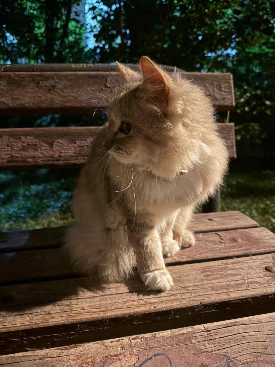 Найдена кошка в Москве — фото объявления