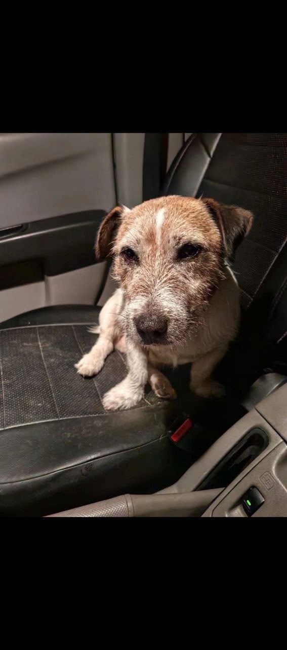 Найдена собака в Москве — фото объявления