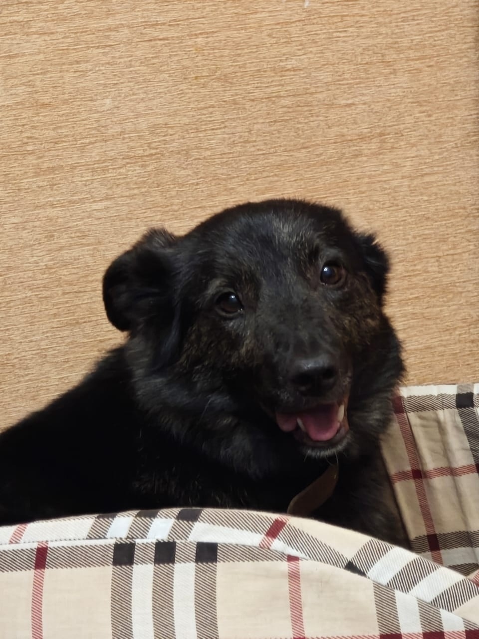 Найдена собака в Москве — фото объявления