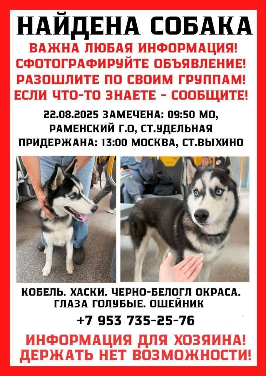 Найдена собака в Москве — фото объявления