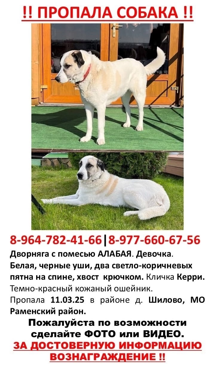 Пропала собака в Москве — фото объявления