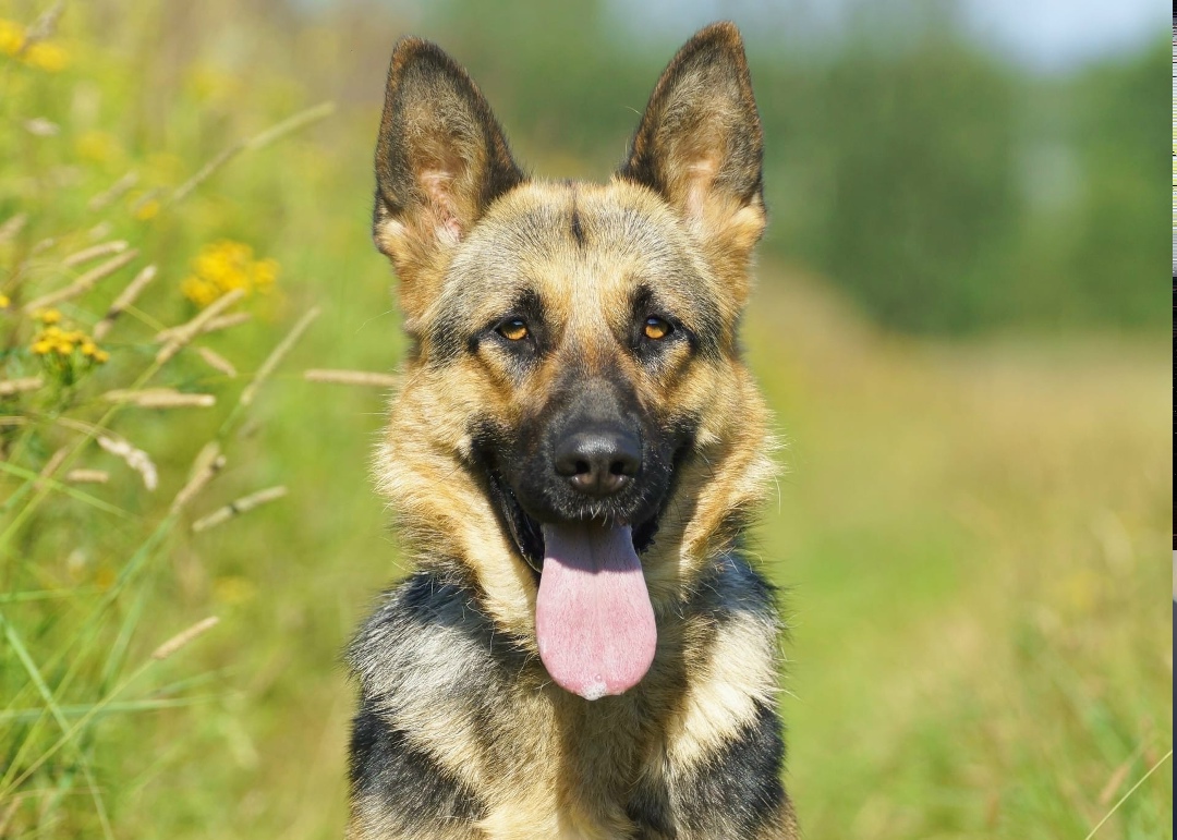 Найдена собака в Москве — фото объявления