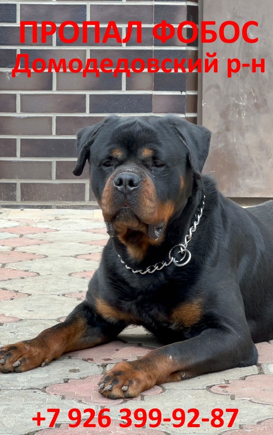 Пропала собака в Москве — фото объявления