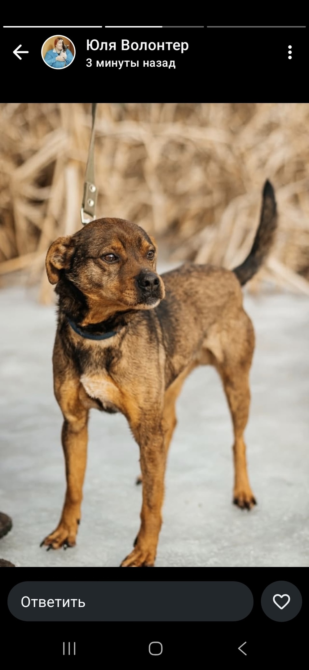 Пропала собака в Москве — фото объявления