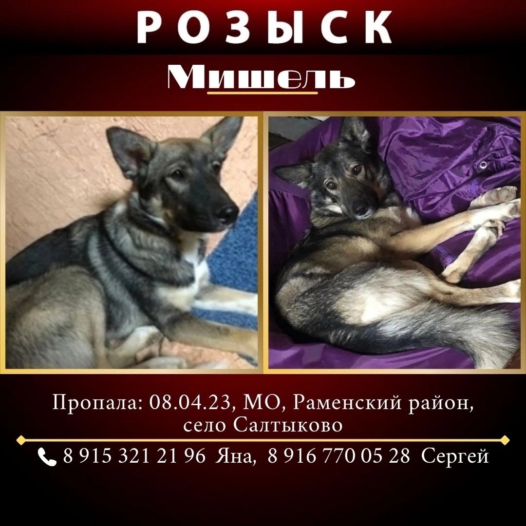 Пропала собака в Москве — фото объявления