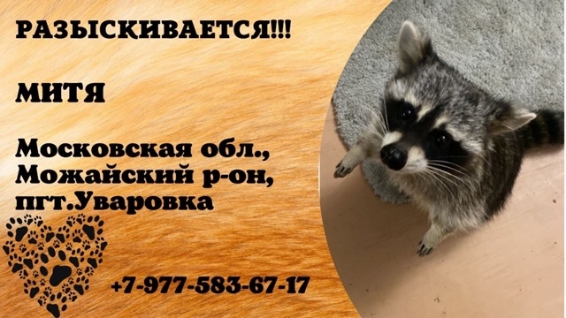 Пропала кошка в Москве — фото объявления