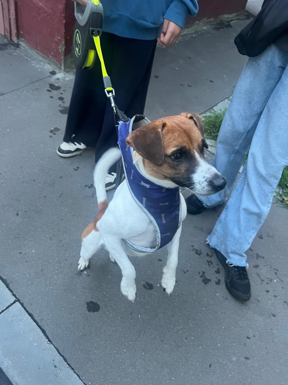 Пропала собака в Москве — фото объявления