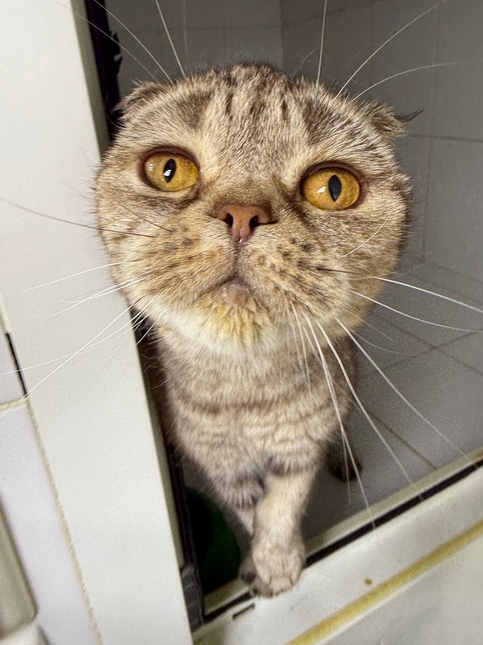 Найдена кошка в Москве — фото объявления