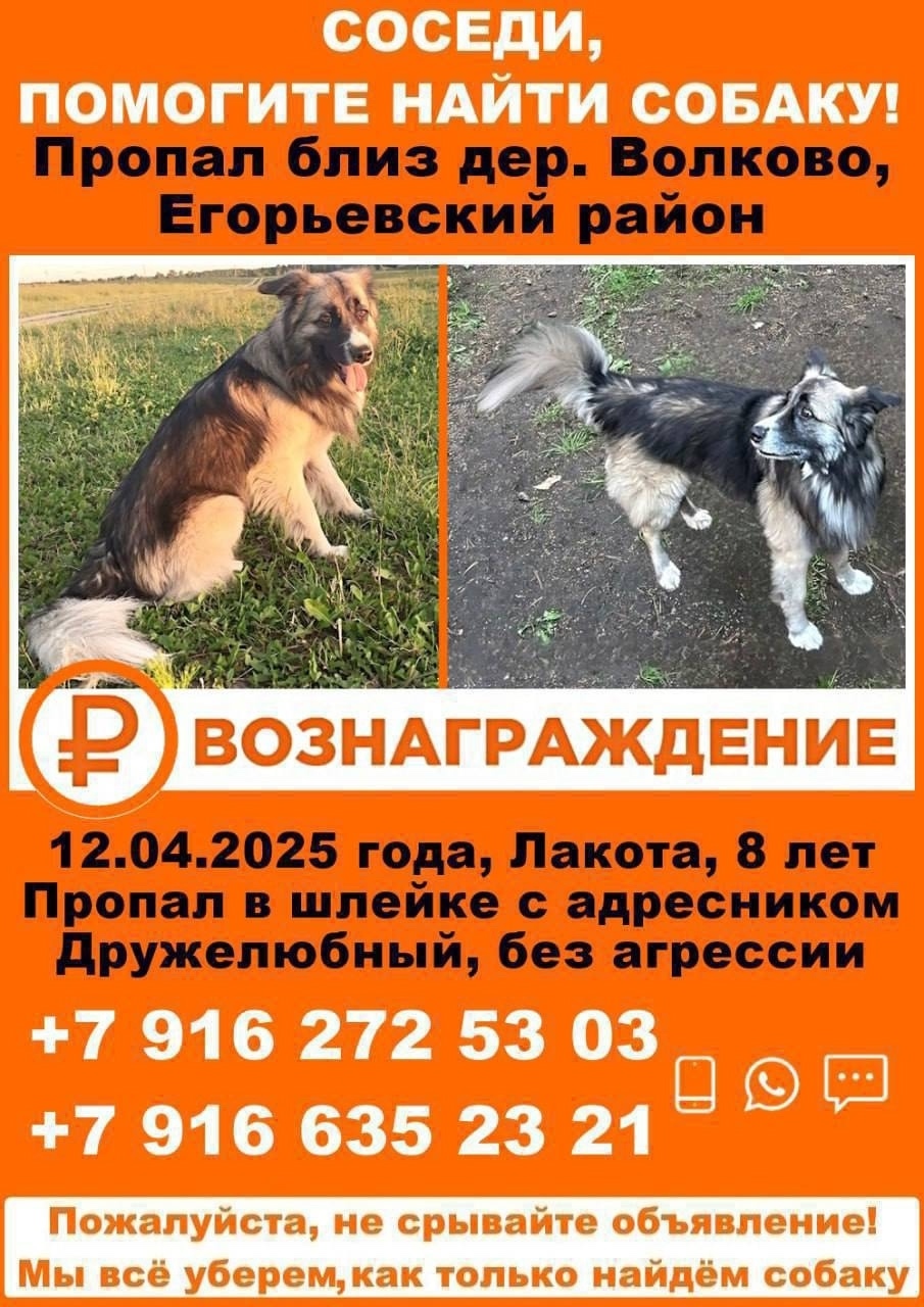 Пропала собака в Москве — фото объявления