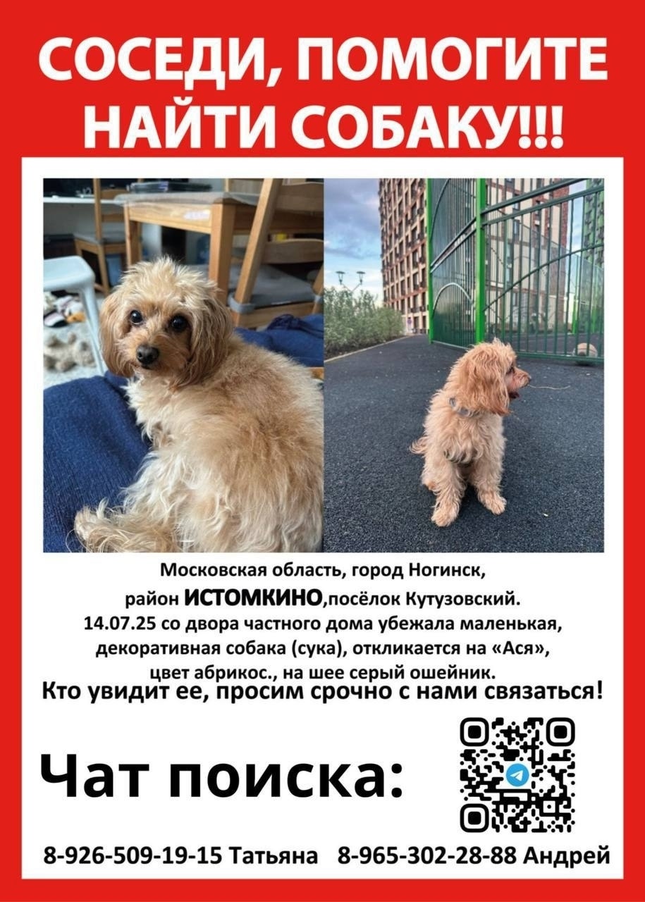 Пропала собака в Москве — фото объявления