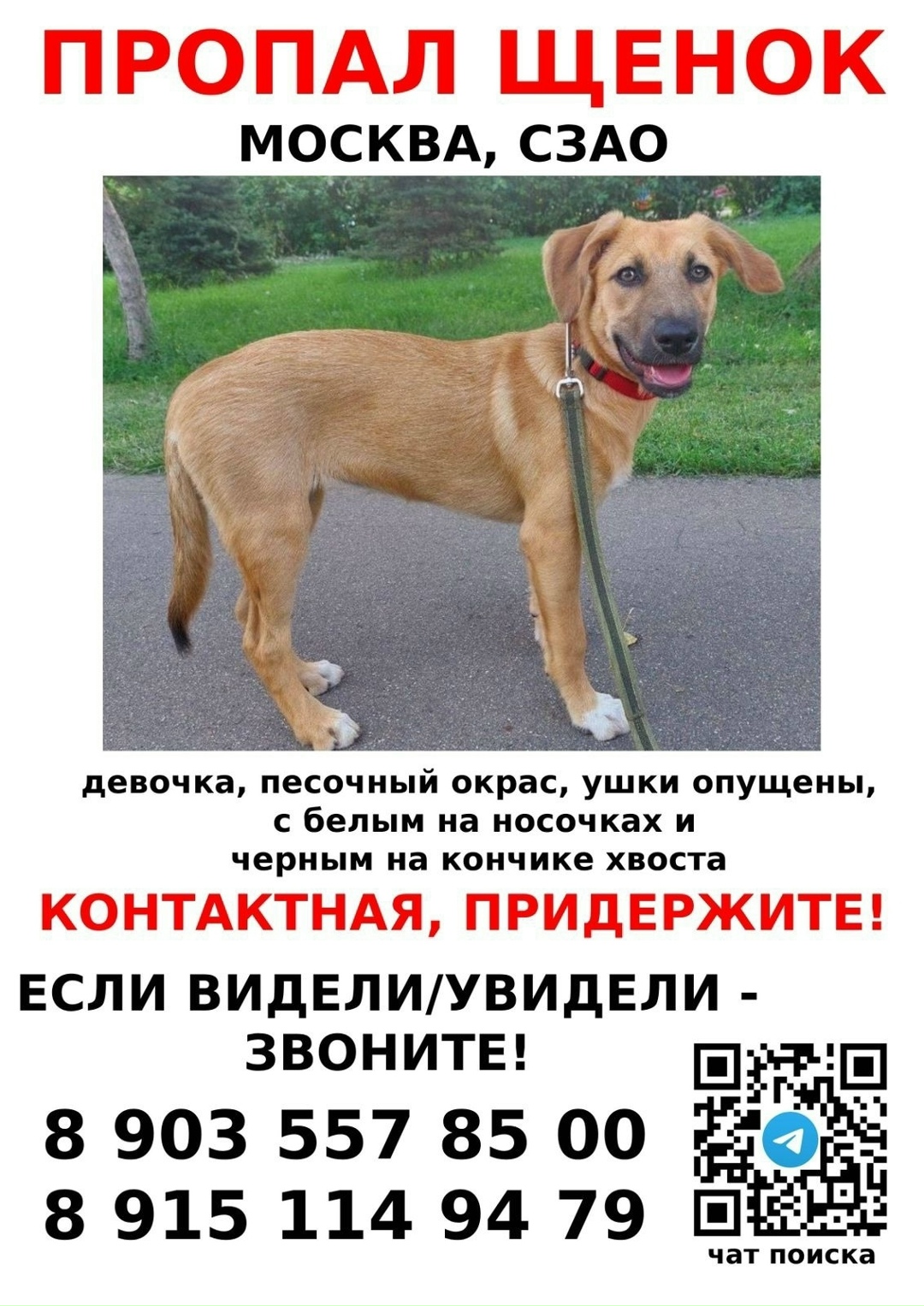 Пропала собака в Москве — фото объявления