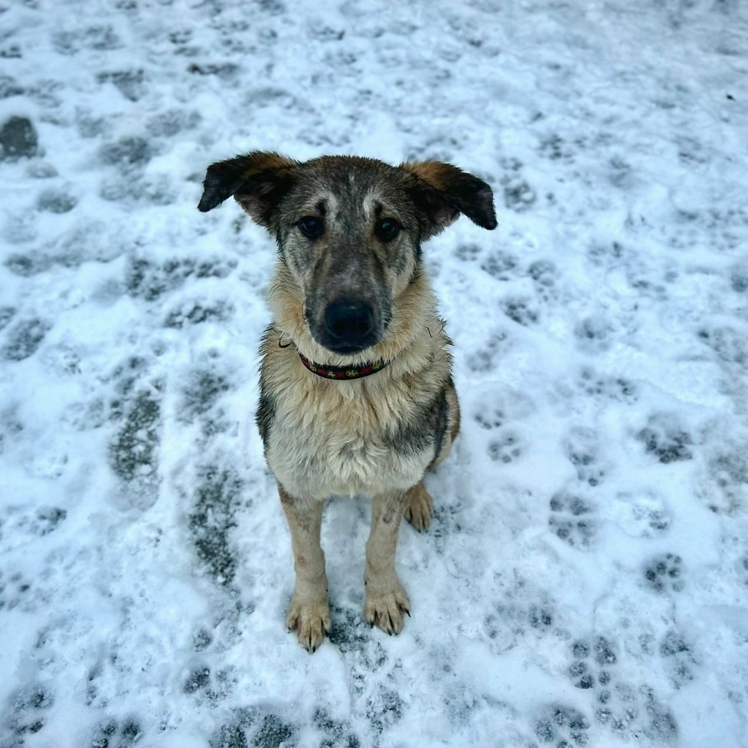 Найдена собака в Москве — фото объявления