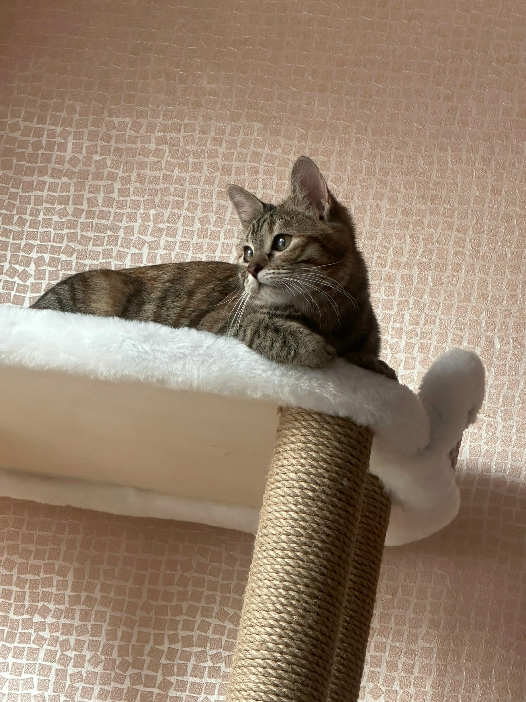 Пропала кошка в Москве — фото объявления