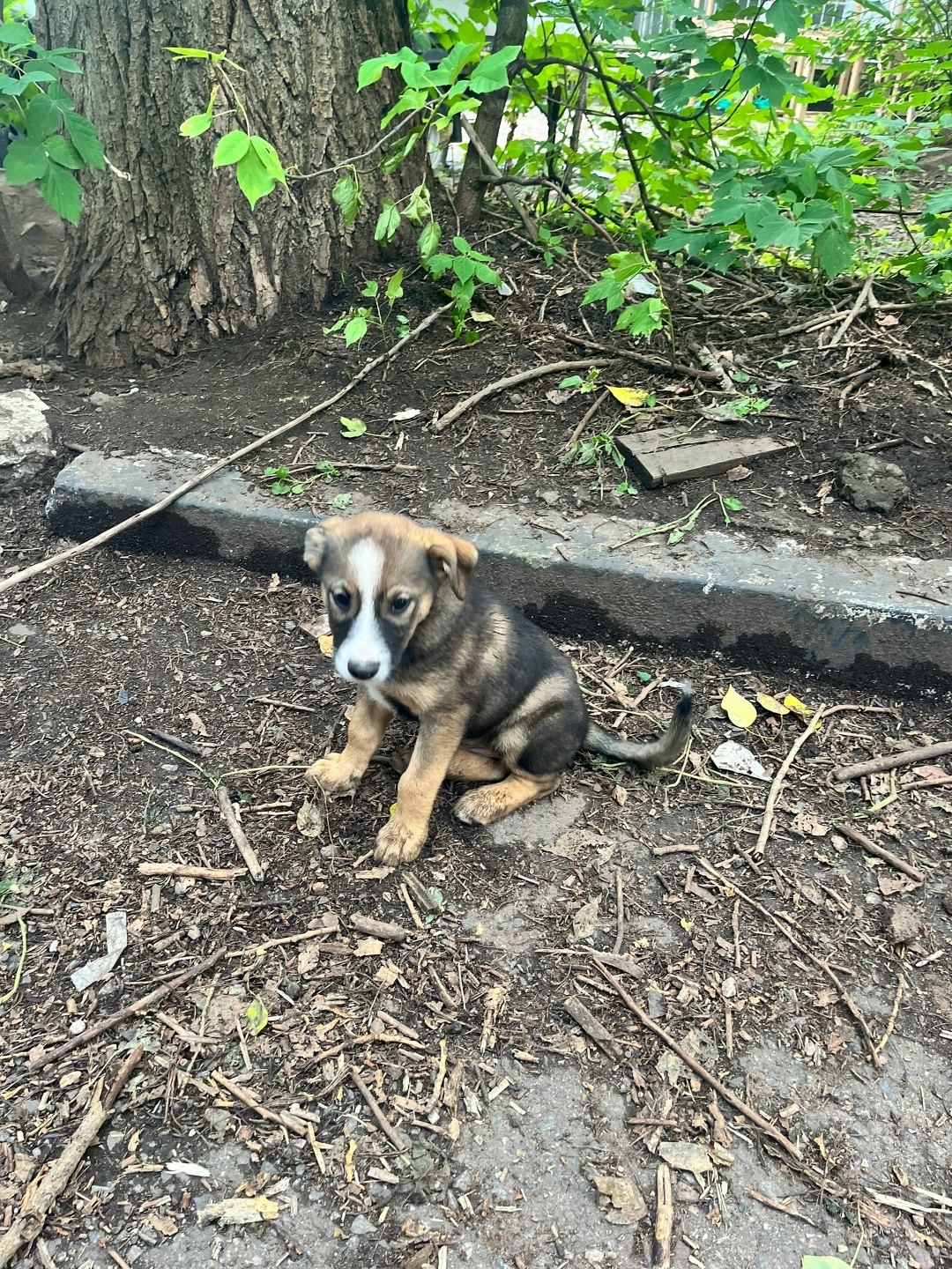 Пропала собака в Москве — фото объявления
