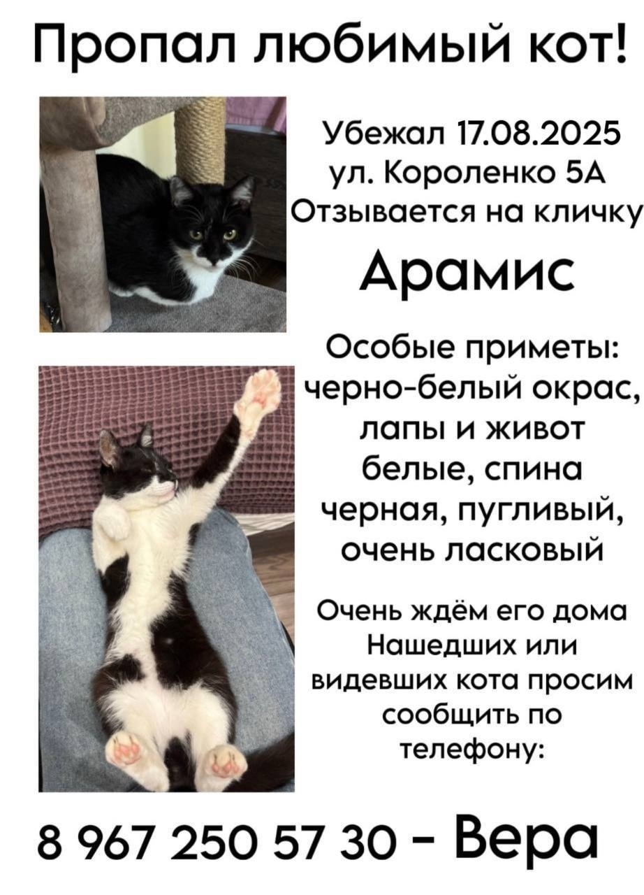 Пропала кошка в Москве — фото объявления
