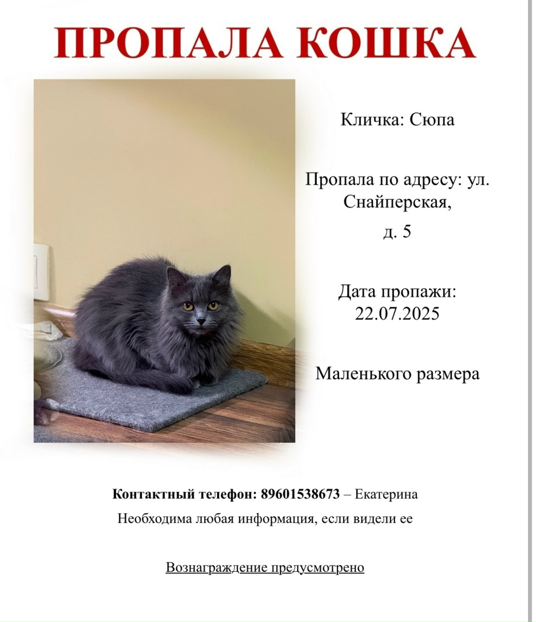 Пропала кошка в Москве — фото объявления