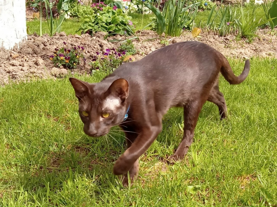 Найдена собака в Москве — фото объявления