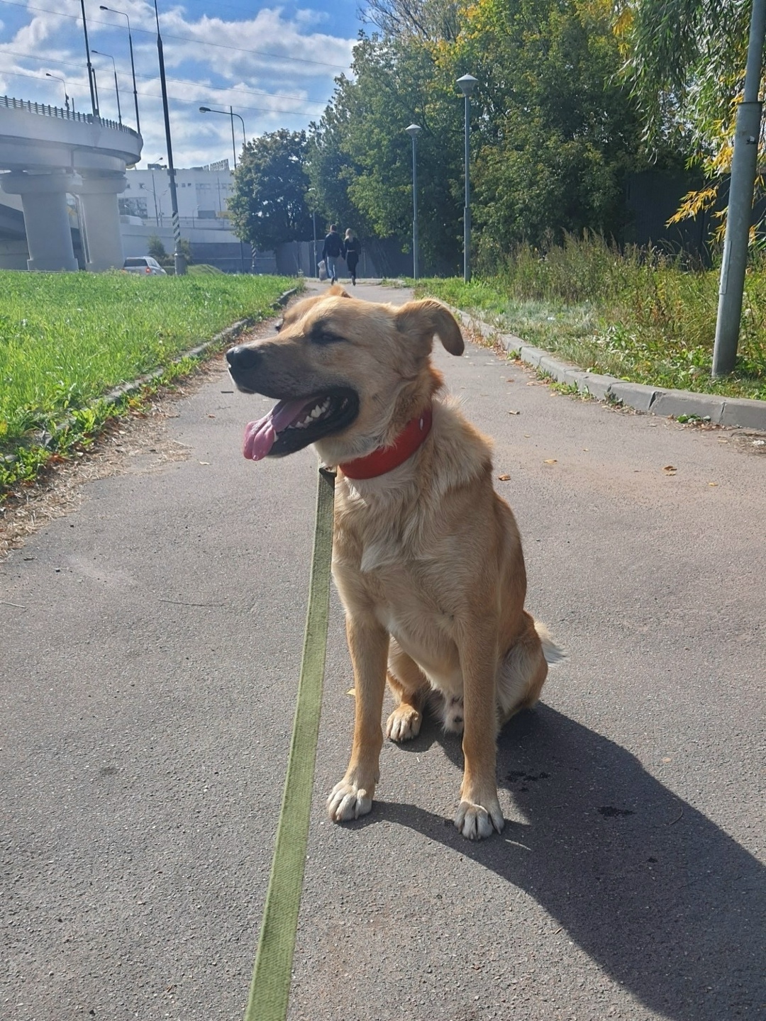 Найдена собака в Москве — фото объявления