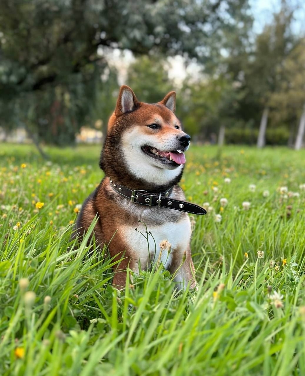 Пропала собака в Москве — фото объявления