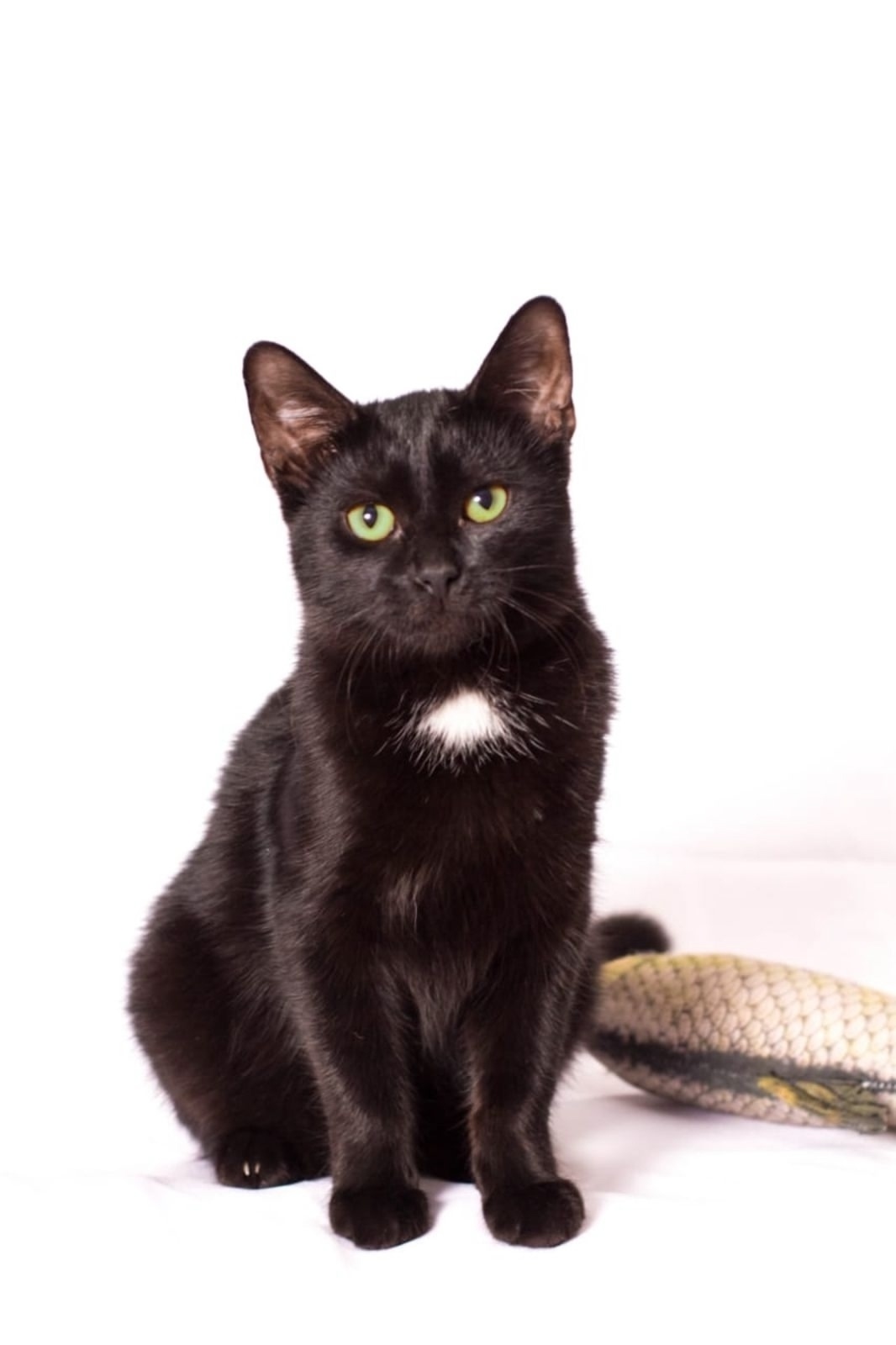 Найдена кошка в Москве — фото объявления