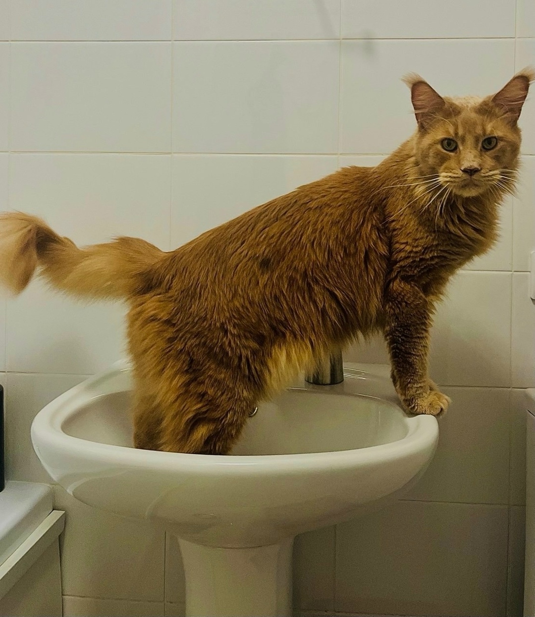 Пропала кошка в Москве — фото объявления