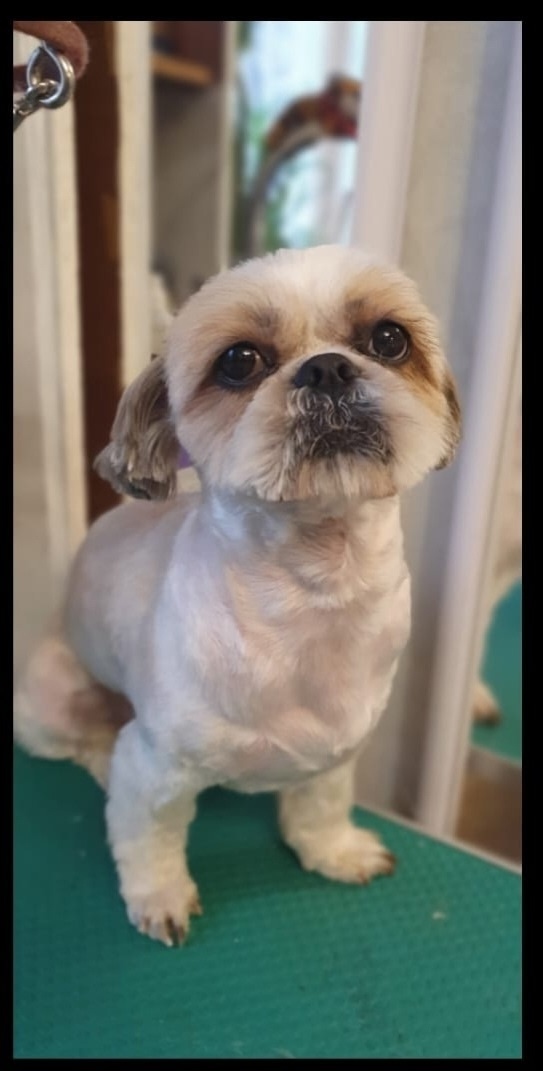 Пропала собака в Москве — фото объявления