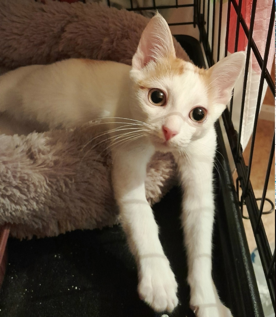 Найдена кошка в Москве — фото объявления