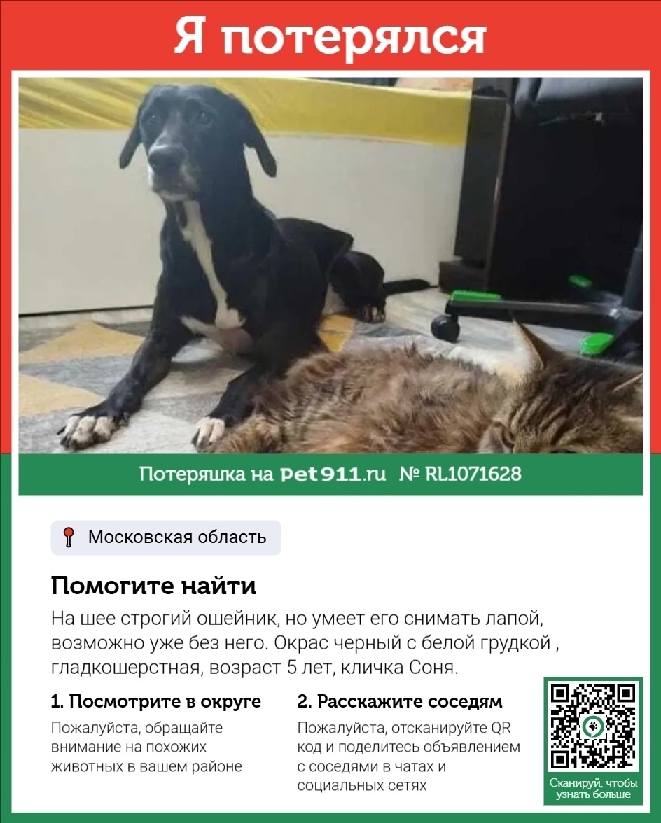 Пропала собака в Москве — фото объявления