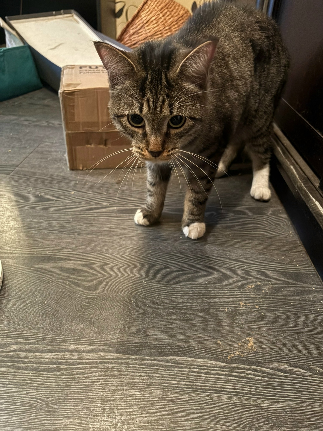 Найдена кошка в Москве — фото объявления