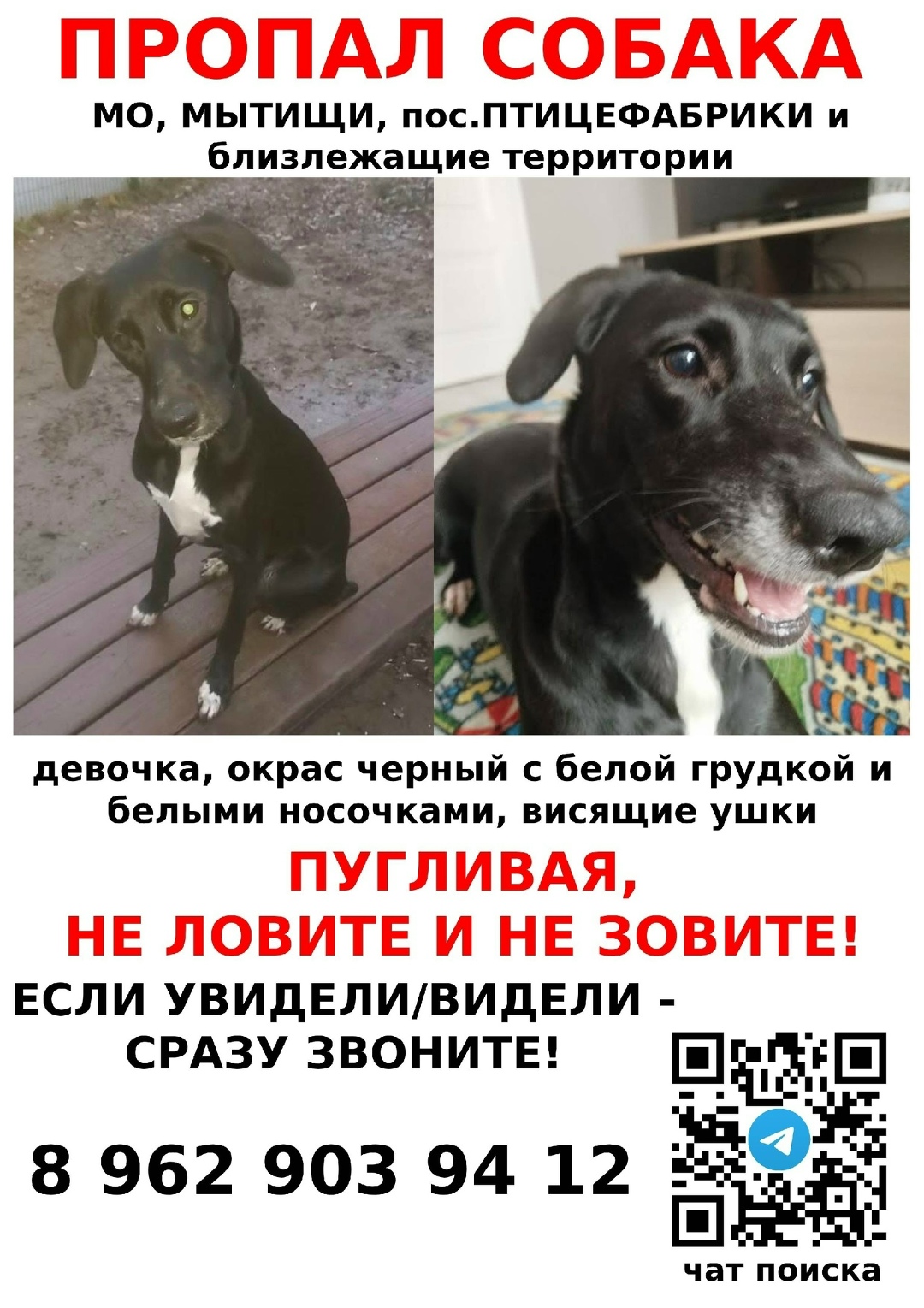 Пропала собака в Москве — фото объявления