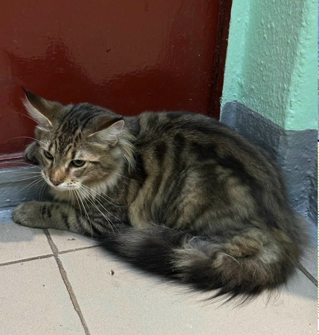 Пропала кошка в Москве — фото объявления