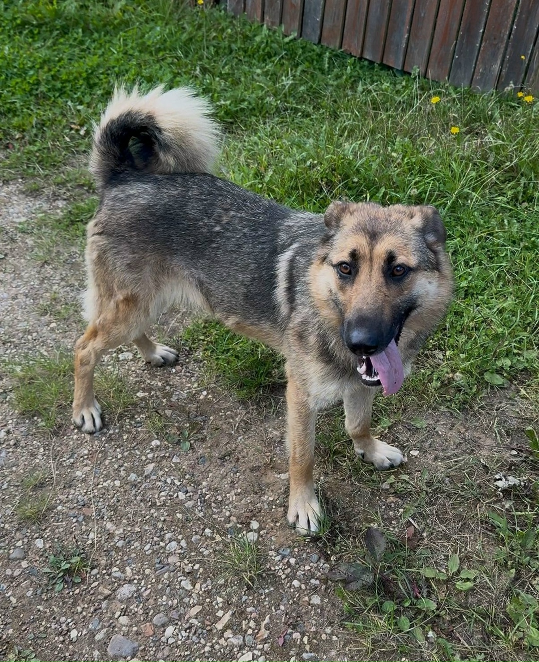 Найдена собака в Москве — фото объявления