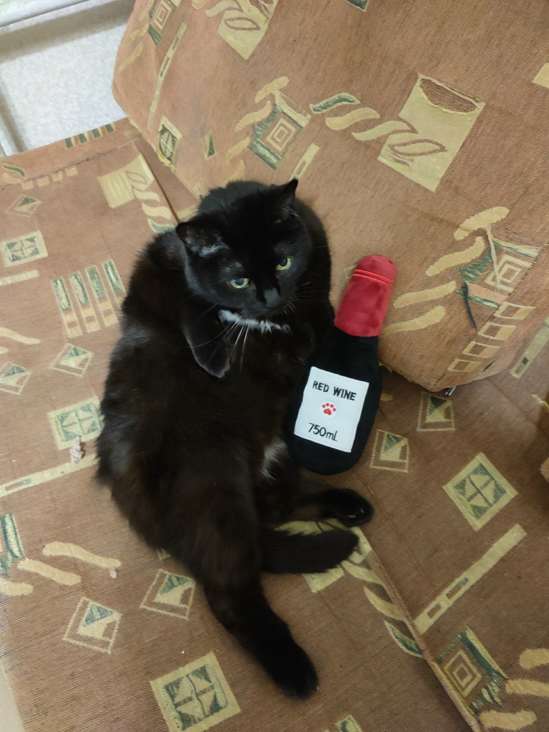 Пропала кошка в Москве — фото объявления