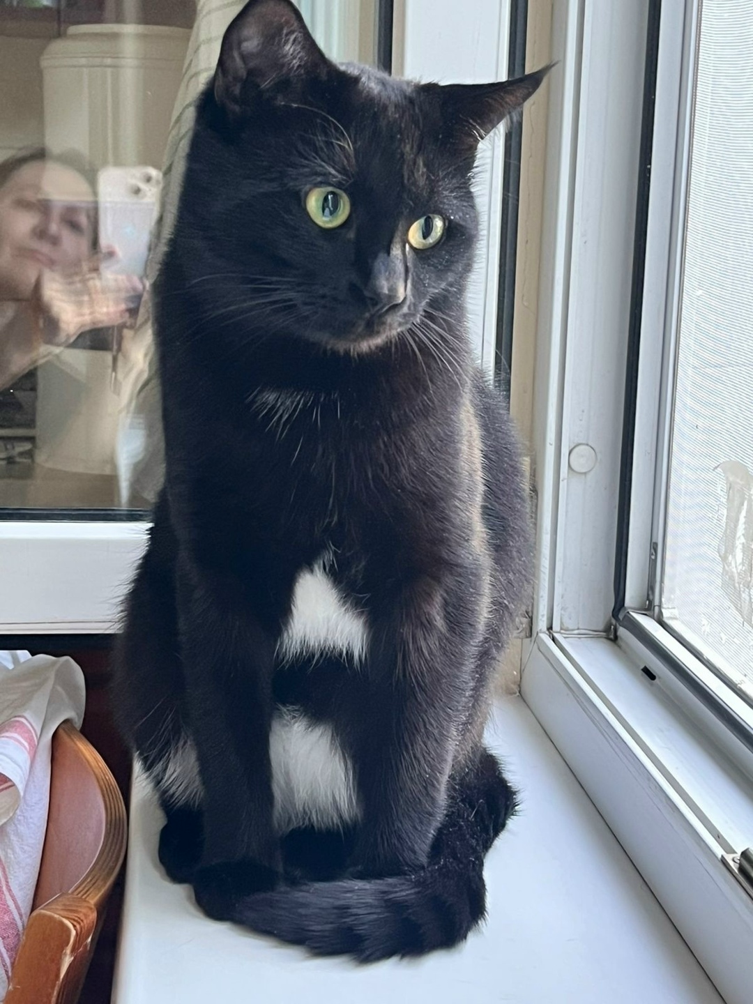 Пропала кошка в Москве — фото объявления